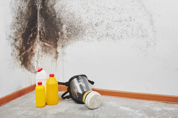 Reliable Sargent, TX Mold Removal Solutions