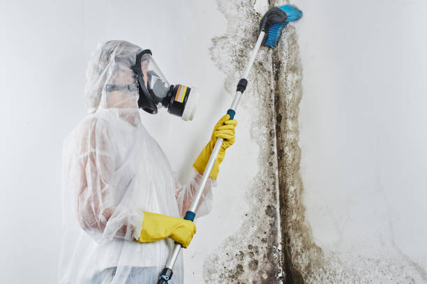 Best Local Mold Removal Service  in Sargent, TX