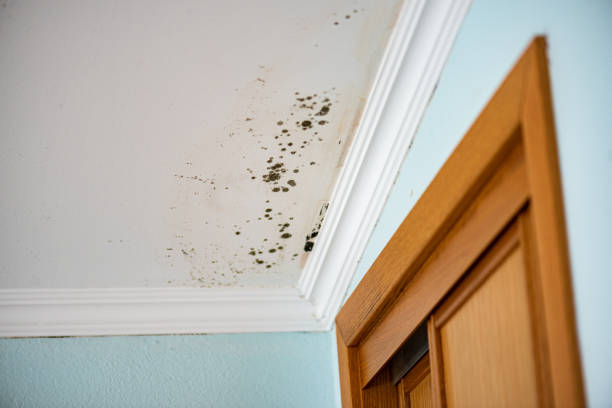 Mold Removal and Inspection in Sargent, TX