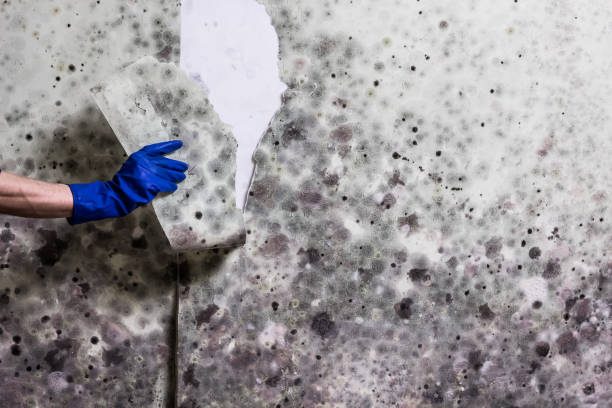 Best Mold Remediation Experts  in Sargent, TX